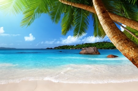 Tropical Beach - artwork, water, palms, sea, rocks