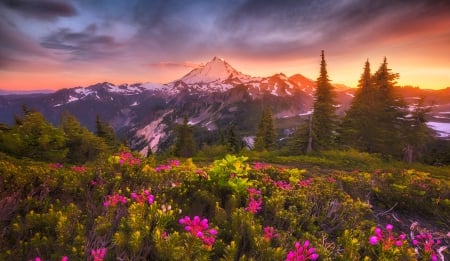 Mount Baker Sunset - clouds, Cascade Range, volcano, beautiful, snowy peaks, Washington State, spring, colors, forest, flowers, wildflowers, mountains, sky