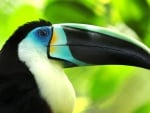 Toucan