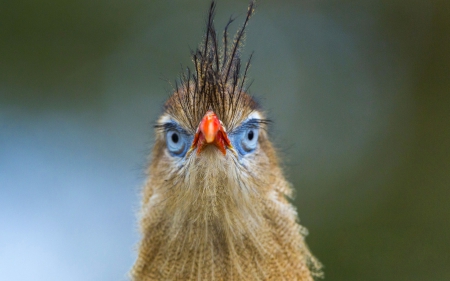 Bird - feather, tuft, funny, bird, orange, blue