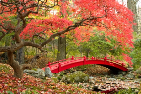 â™¥Autumn Parkâ™¥ - autumn, trees, park, foliage, fall, forest, red, leaves, colors, bridge