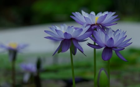 Lotus - lotus, flower, green, blue