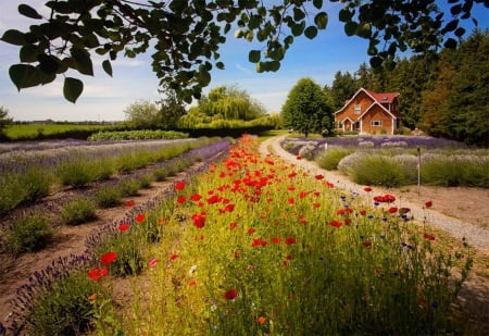 Lavender field - summer, meadow, pretty, beautiful, flowers, cottage, rows, countryside, freshness, poppies, lovely, field, lavender, house, tree