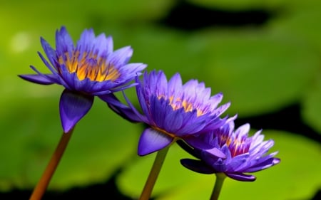 Lotus - lotus, flower, purple, green