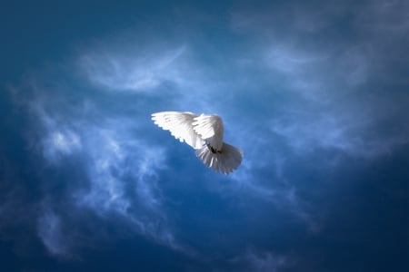 Flying angel - wings, angel, blue, birds