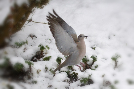 Angelic - white, wings, doves, dove