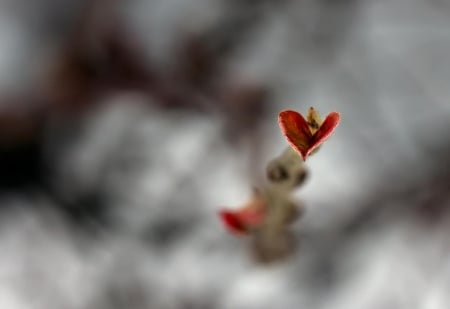 Leaf - leaf, macro, heart, red