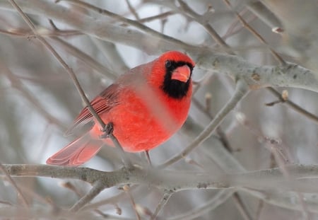 Male Cardinal - male, cardinal, bird, red