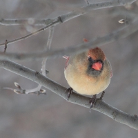 Female Cardinal