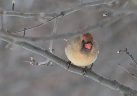 Female Cardinal - female, cardinal, bird, birds