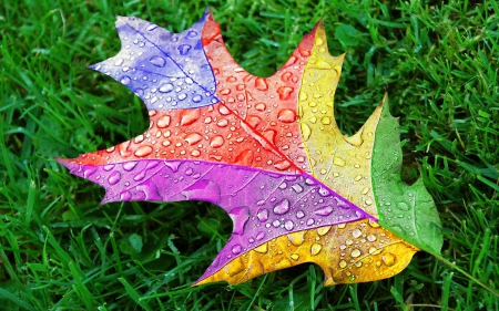 Leaf - drop, leaf, nature, colorful leaf