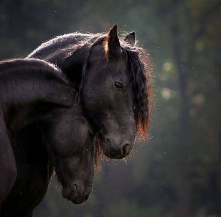 HORSE LOVE - horses, nature, love, animals