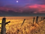 wheat fields under a moon at dusk