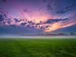 green fields under morning fog