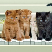 4 musicalcats performing