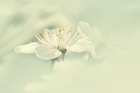 White - macro, spring, white, flower