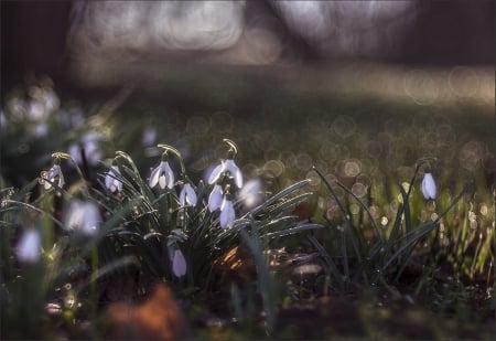 Heralds of Spring - snowdrops, flowers, Heralds, Spring