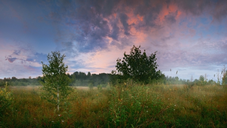 birch saplings in a cloud covered meadow - meadow, saplings, weeds, clouds