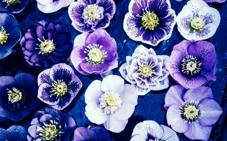 Flowers - flowers, violet, flower, nature