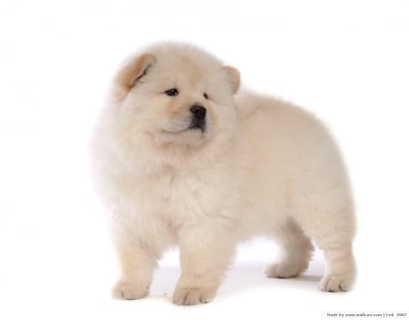 chow chow  dog - chow, cute, adorable, face