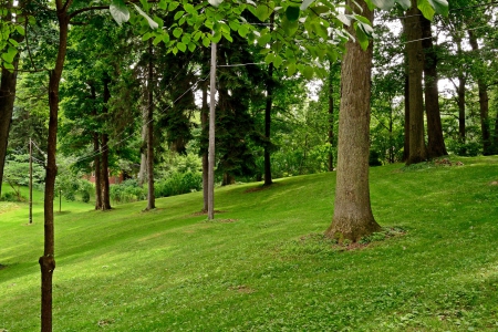 Summer Forest - nature, woods, forest, summertime, summer woods, summer forest