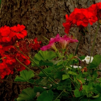 Deep Red Roses