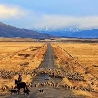 sheep crossing a road in a chilean prairie