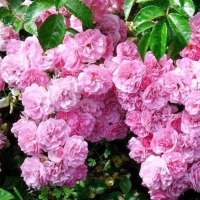 Bunch of Pink Roses