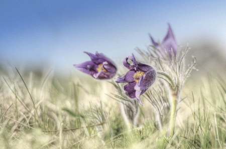 Purple Flowers - nature, purple, flowers, flower