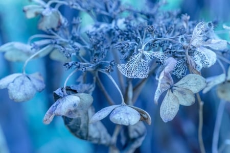 Blue - nature, flowers, blue, flower