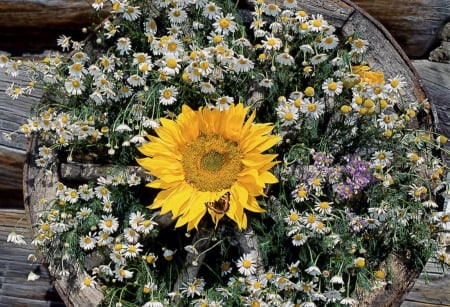 Sun Flower - sunflower, flowers, still life, yellow