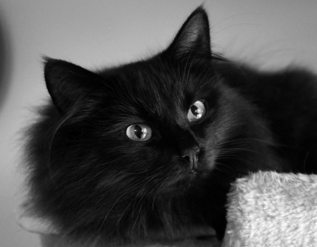 Black Cat - animal, pet, black, cat