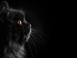 Black Cat