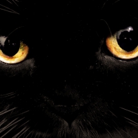 Black Cat