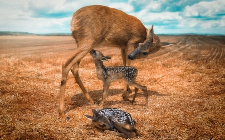 One moment in time - animal, deer, cute, adorable, mother, baby, sweet