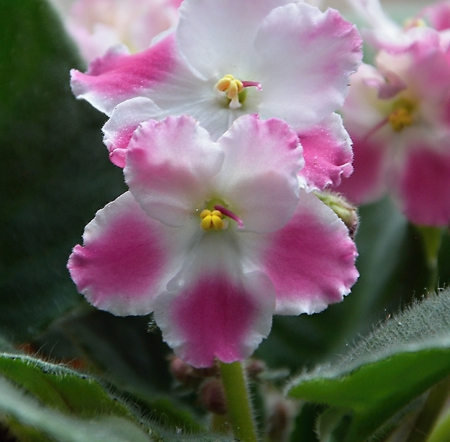 flower - beautiful, white, flower, pink