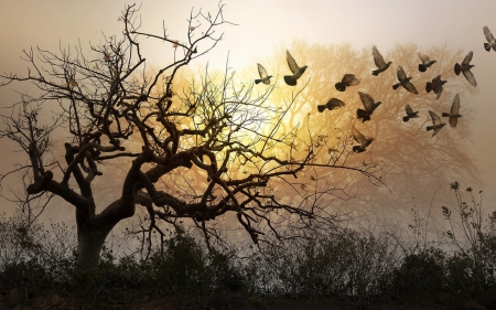 Immigration to the nicest place - tree, field, sunset, birds