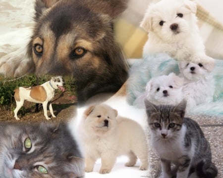 collage - dogs, collage, cute, puppies