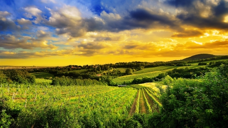 rural fields on kahlenberg hills in austria hdr - fields, sky, hills, popular, wallpaper, sunset, nature, clouds, hdr, vineyards