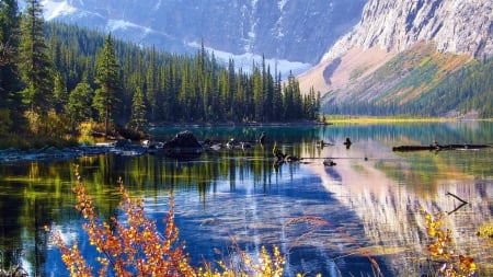 crystal clear lake cavell in jasper np canada - reflections, clear, lake, forest, mountains