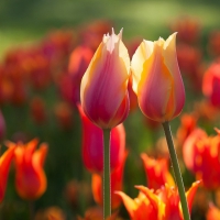 Summer Red Tulips