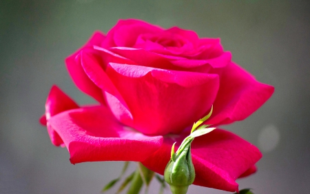 RED ROSE BEAUTY - buds, rose, nature, red, petals, splendor, flower of love, leaves, lovely flowers