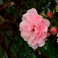 Rainy Summer Rose