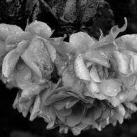 Monochrome Rose