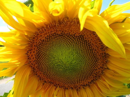 Sunflower - nature, yellow, photography, sun, summer, flowers, lovely, flower