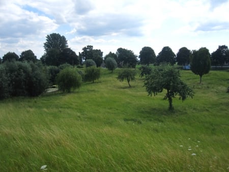 Countryside - trees, summer, photography, grass, tree, countryside, grasses, nature, green