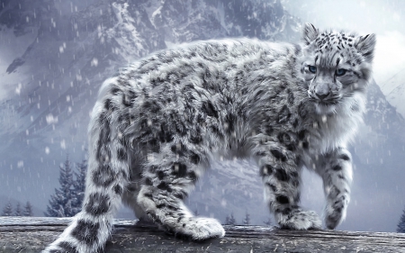 white leopard - animal, white, leopard, snow