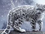 white leopard