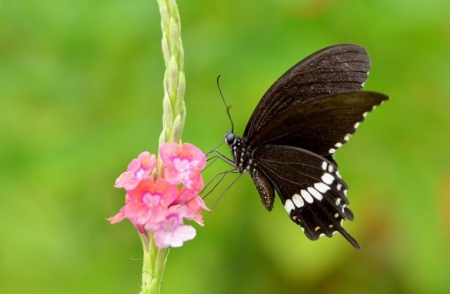 Bokehlicious - bokehlicious, nature, butterfly, beautiful, splendor, flower