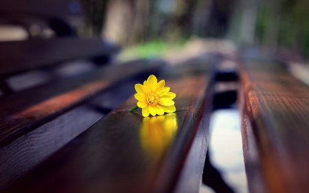 macro - bench, macro, yellow, flower